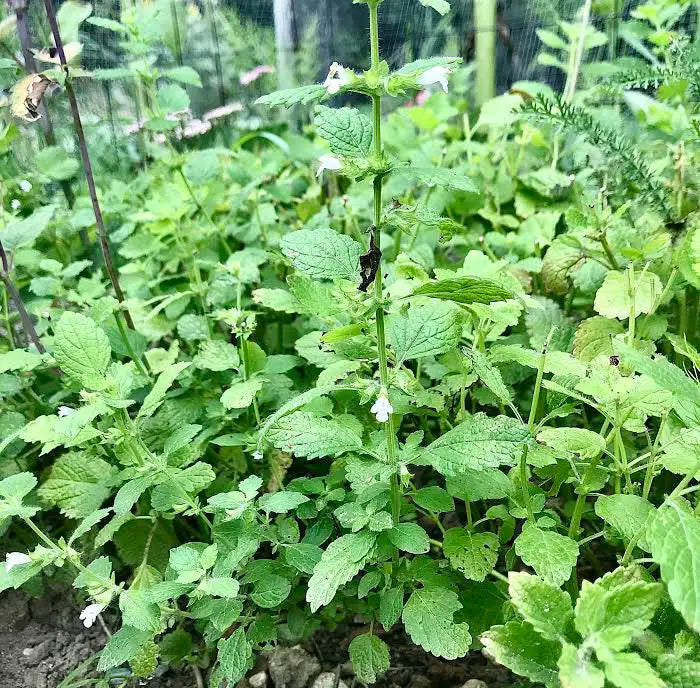 Green plants with small white flowers in a garden setting