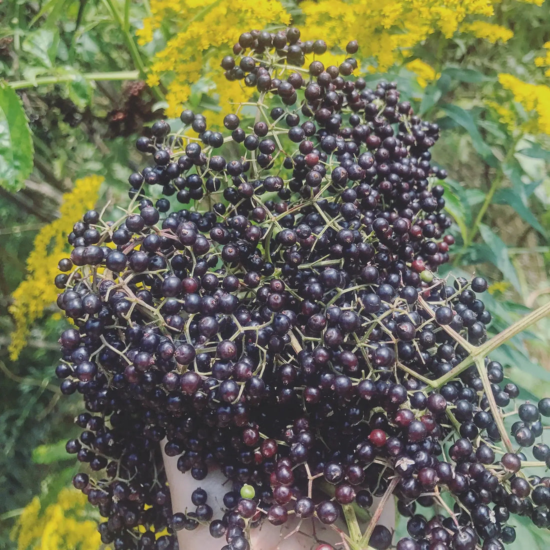 Elder berry bunch