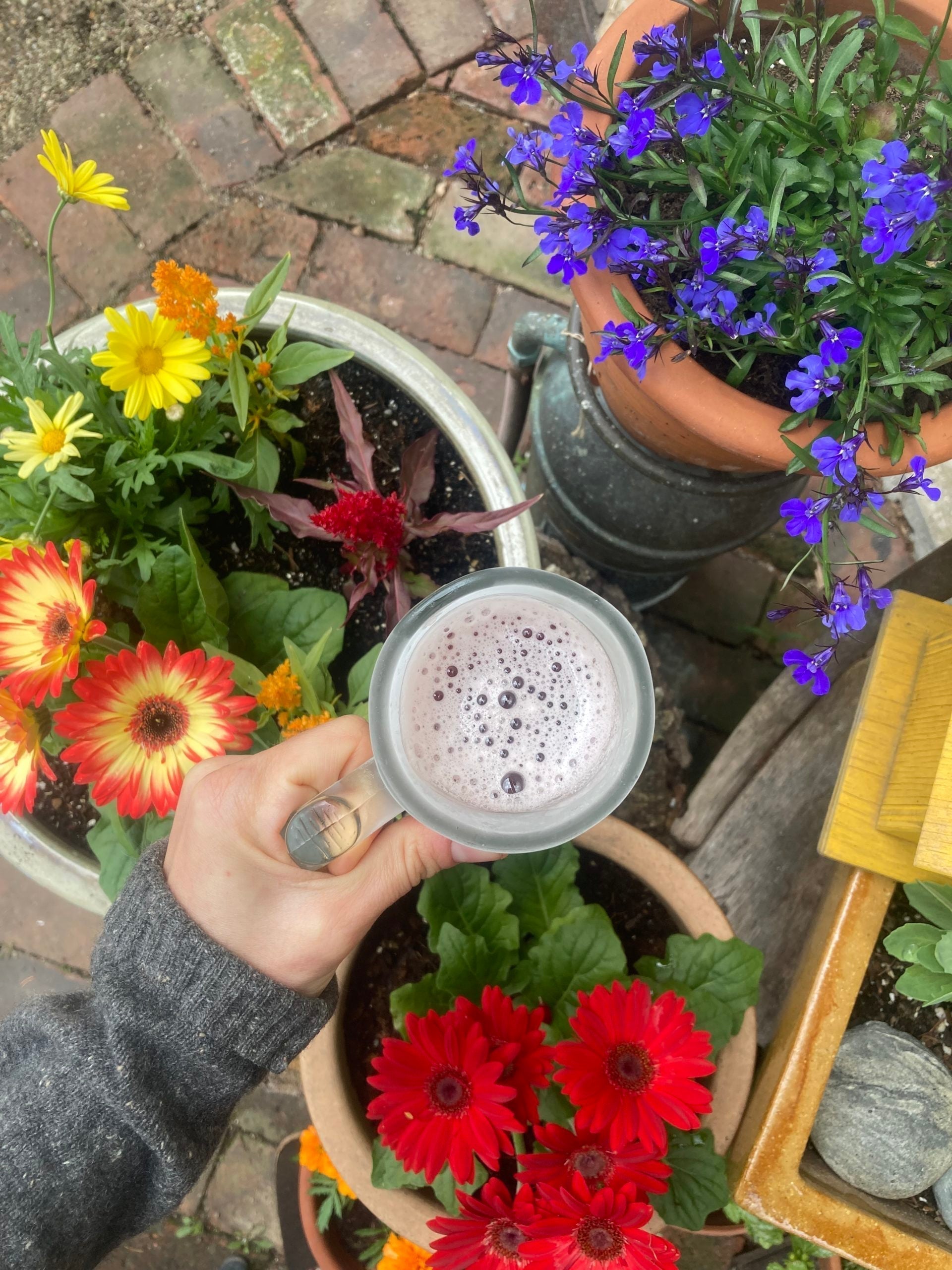 Elderberry Syrup Lemonade Recipe made with organic elderberries and local wildflower honey in westport ma