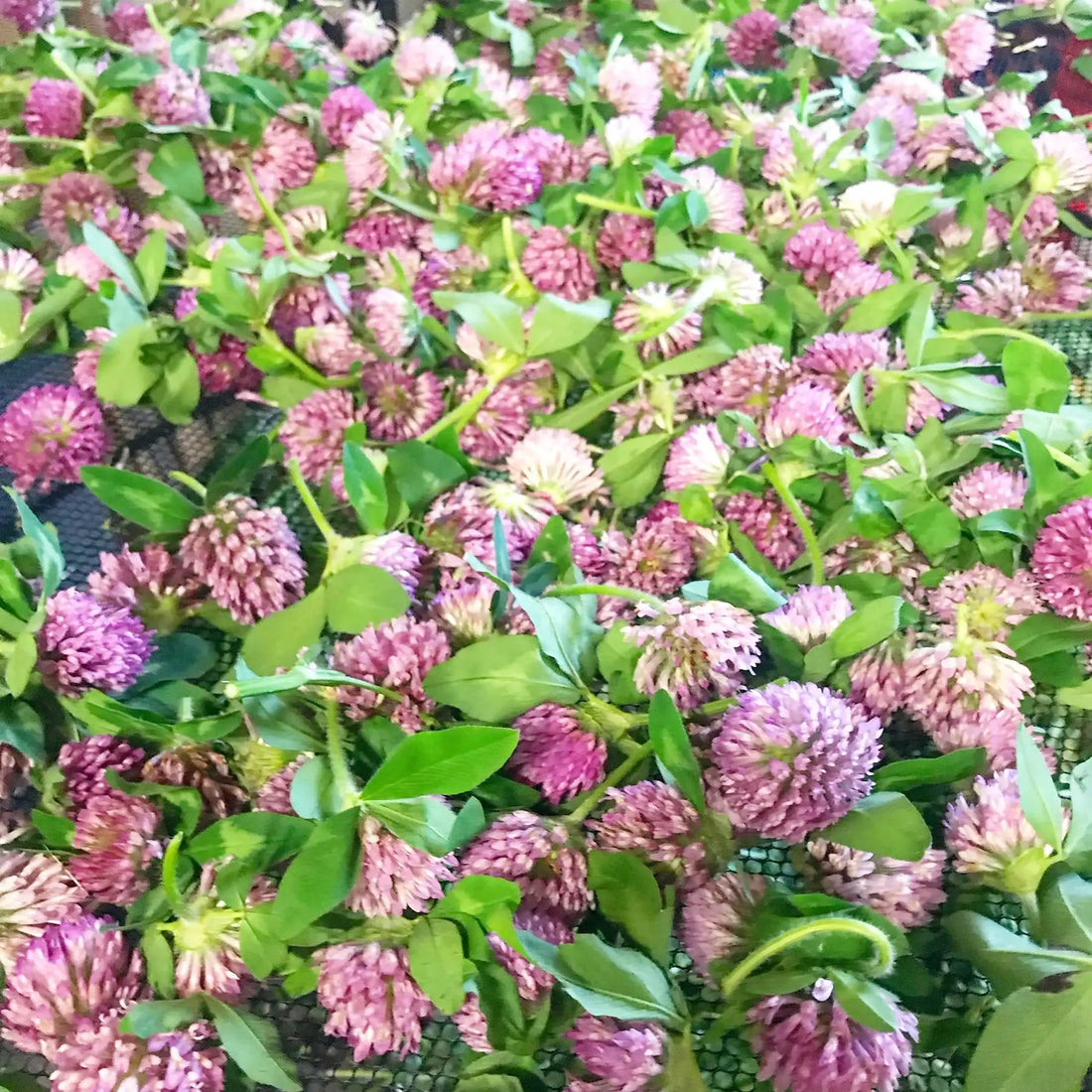 Bunch of Red Clover blossoms