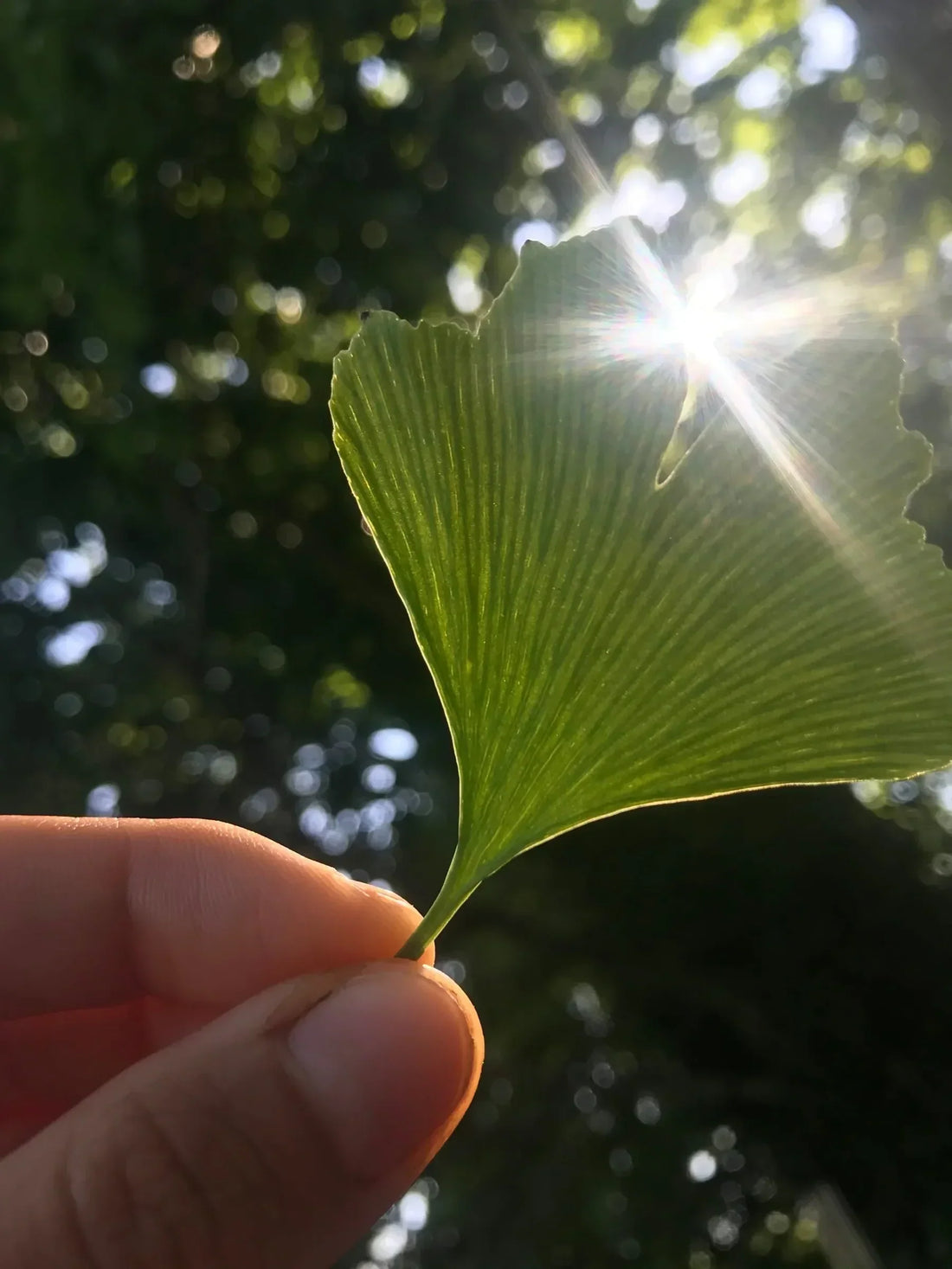 Ginkgo Biloba Leaf