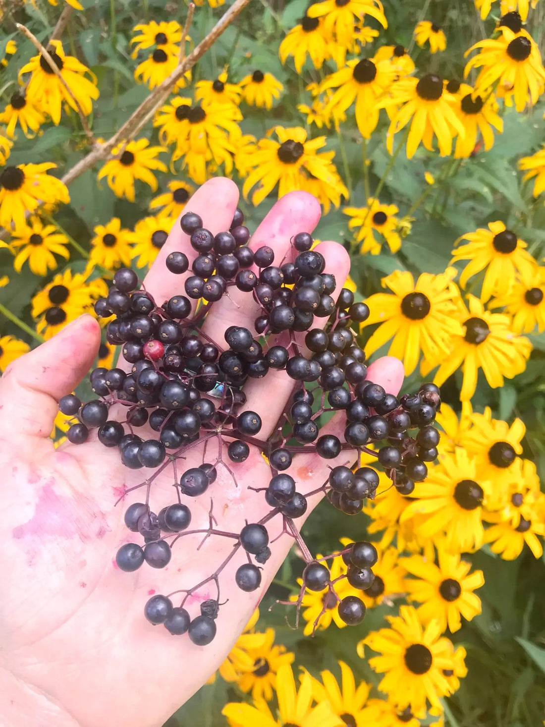 elderberry herbal actions - the science and tradition behind elder - elderberry syrup information