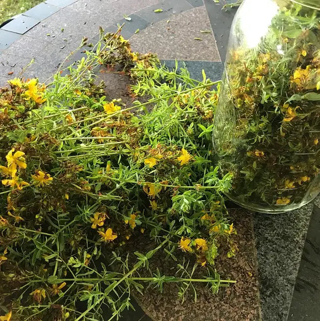 St. John's Wort Oil 1