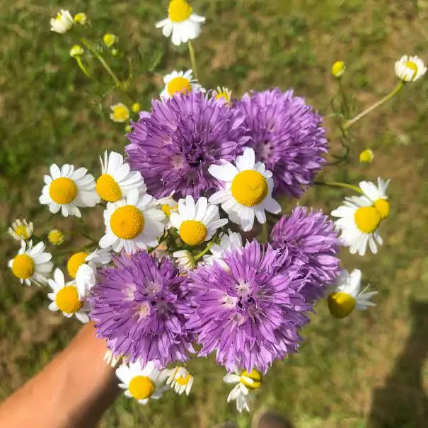 chamomile and onion blossom bouquet