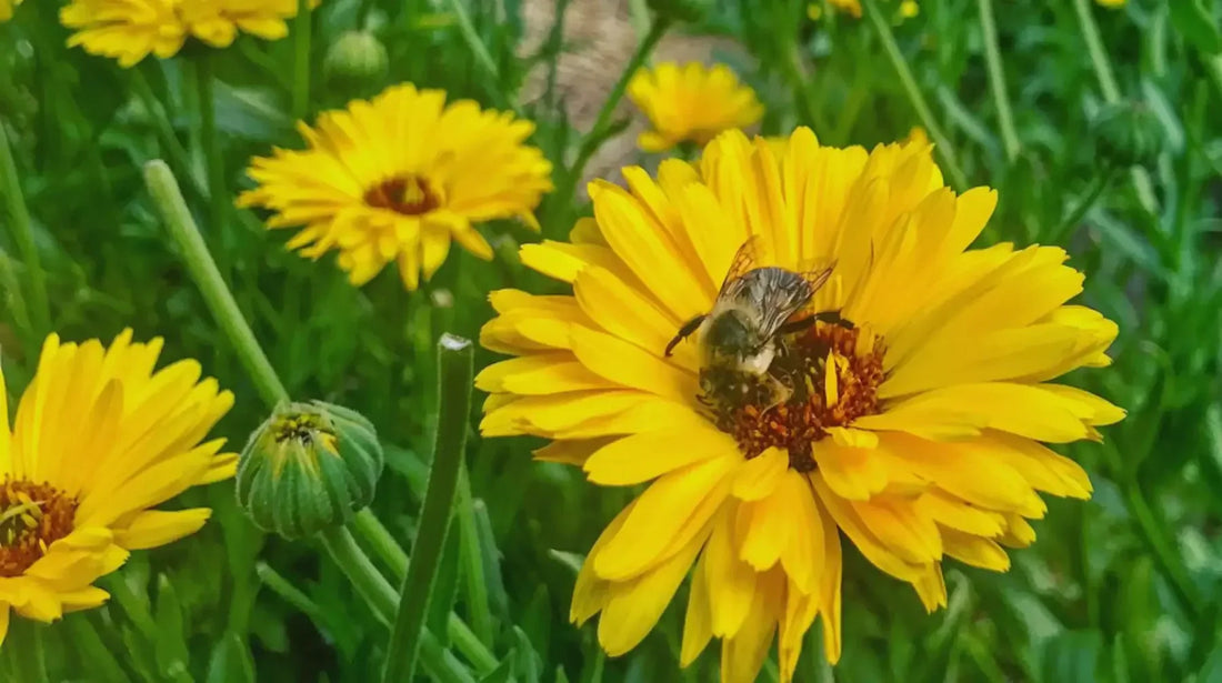 sunflowers with bee's on them surrounded by grass