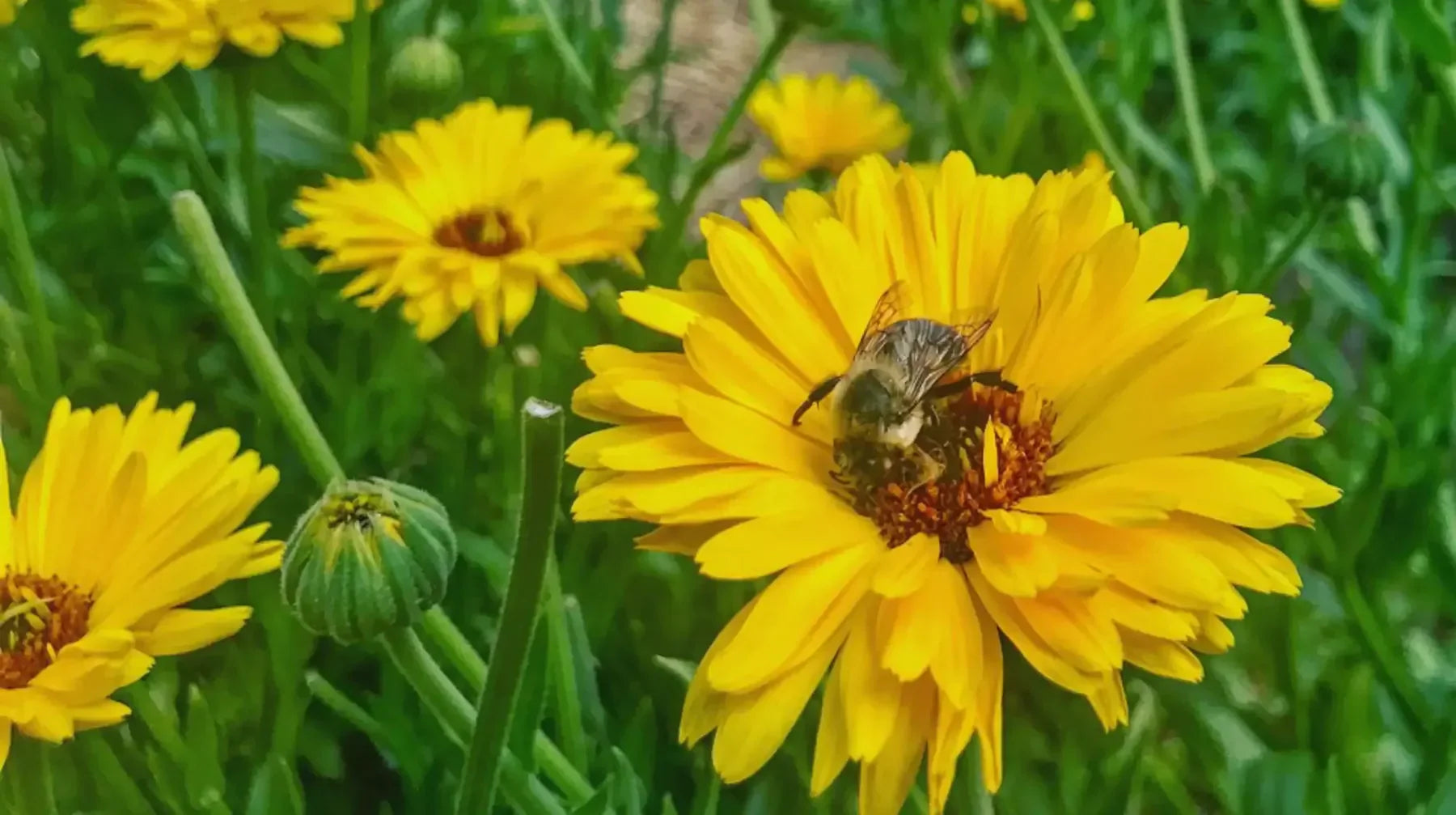 sunflowers with bee's on them surrounded by grass