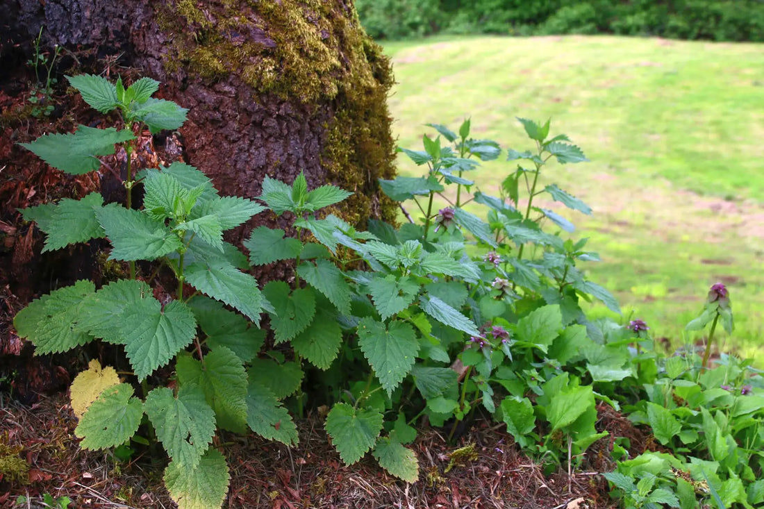 Nettles Urtica Dioica herbal tonic