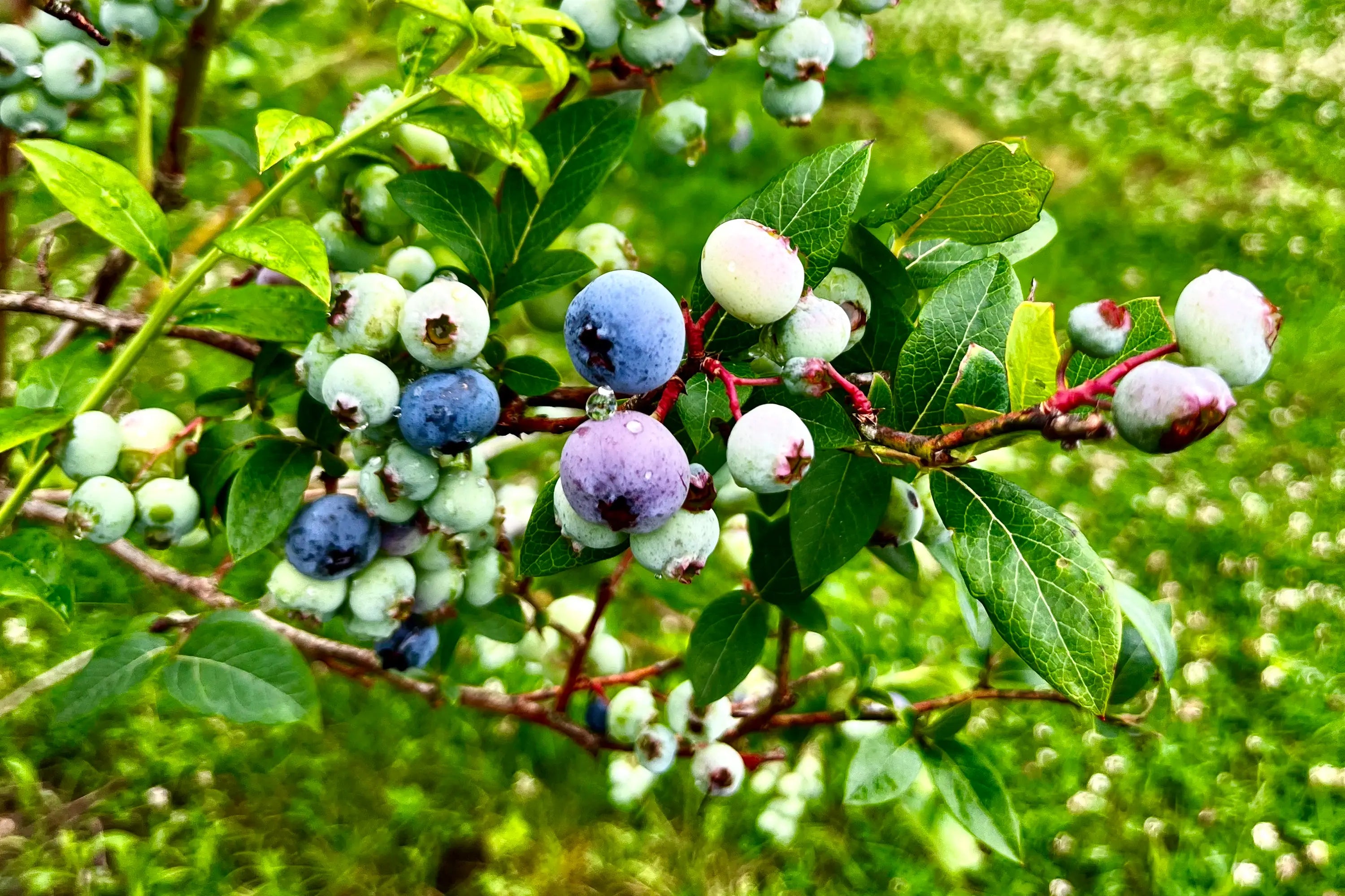 Blueberries on a branch with green leaves in an outdoor setting