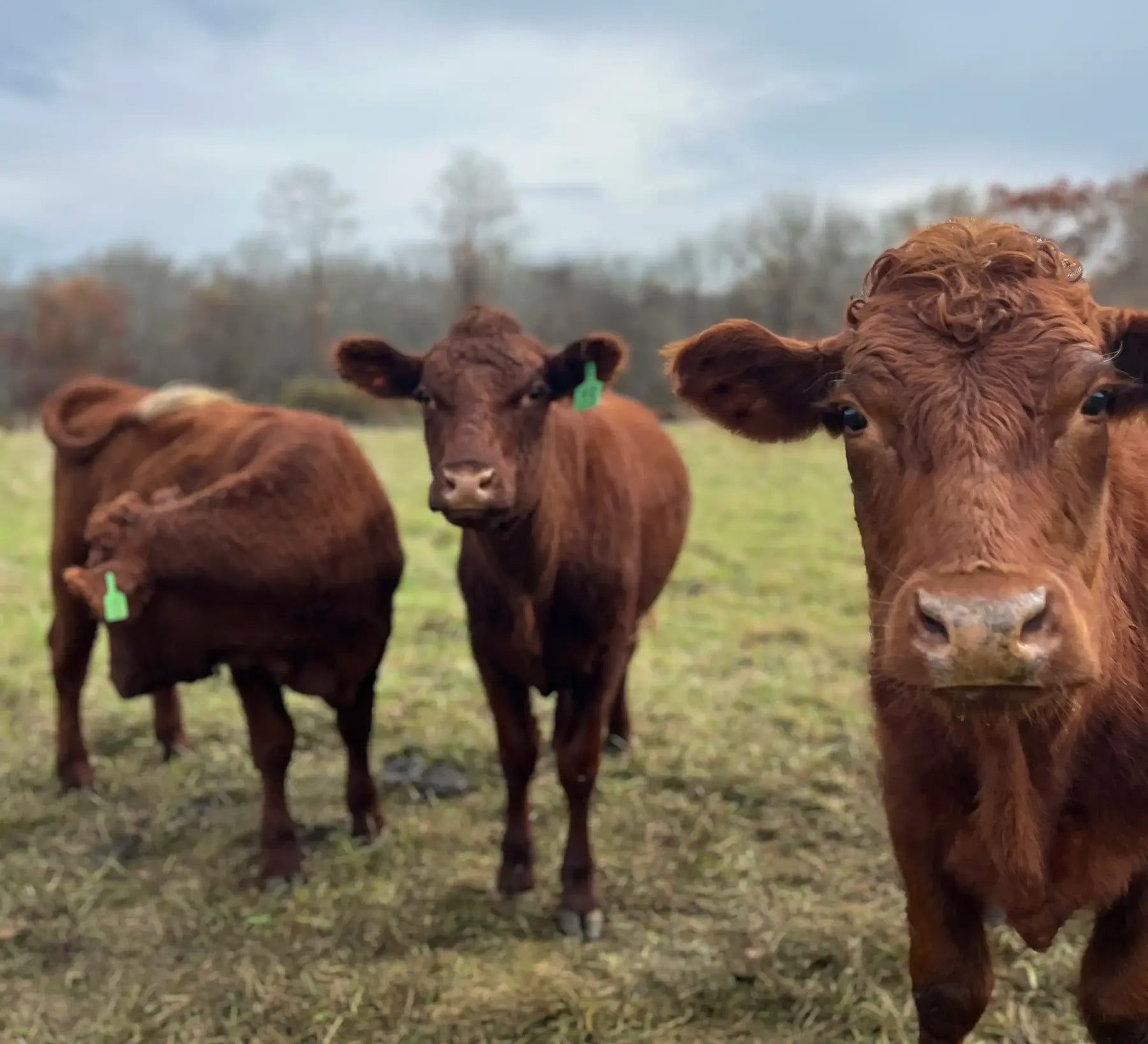 Three brown cows in a field