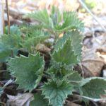 nettles urtica dioica spring recipes for detoxification and wellness
