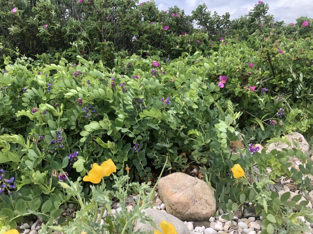 Gooseberry Island Wildflowers