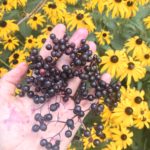 elderberry herbal actions - the science and tradition behind elder - elderberry syrup information