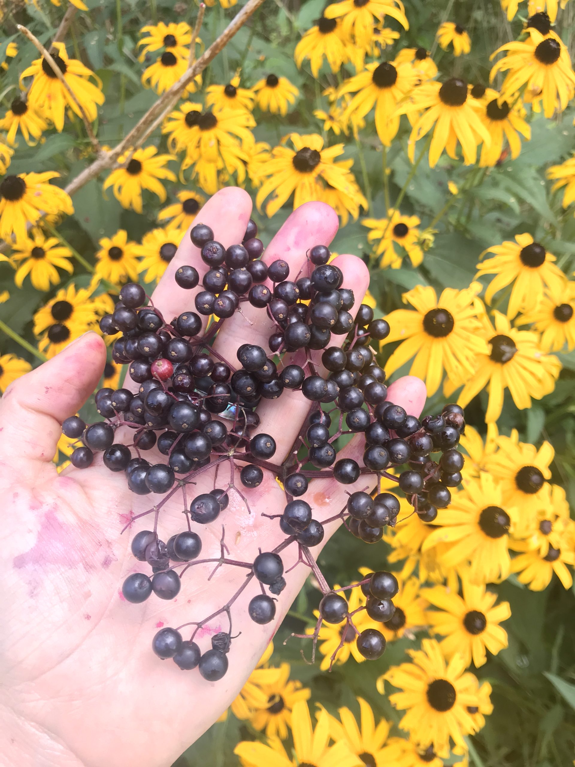 elderberry herbal actions - the science and tradition behind elder - elderberry syrup information