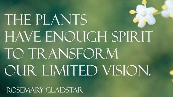 The plants have enough spirit to transform our limited vision. -Rosemary Gladstar - Elder