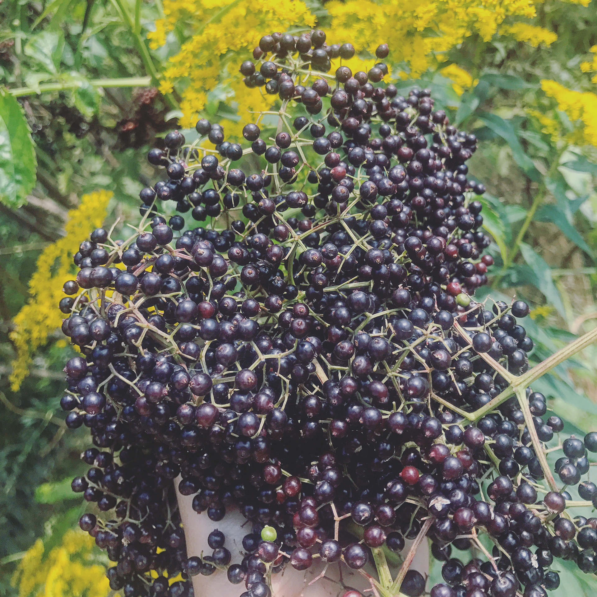 Elder berries for immune support and traditional benefits, elderberry tonic, elder flower tonic, elder flower syrup, natural immune support