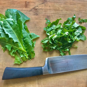 Dandelion leaves are a great addition to any leafy green salad