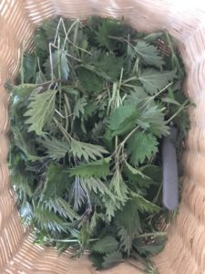 Nettle plant leaves are best harvested when they are young and tender, typically during Late March to Early April