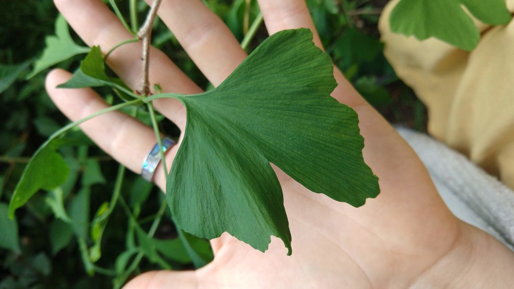 Gingko leaves are best harvested when they begin changing colour from green to yellow in late summer