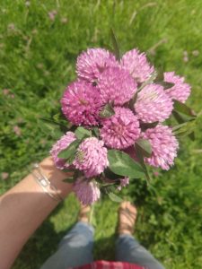 Red Clover Blossoms