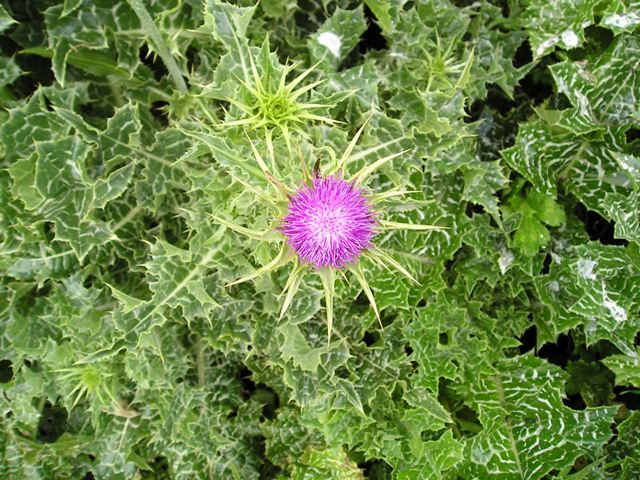 milk thistle plant for liver support